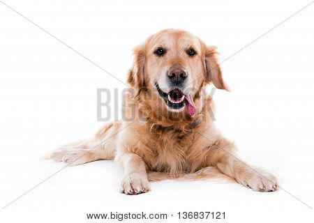 golden retriever watching me and smiling in white studio