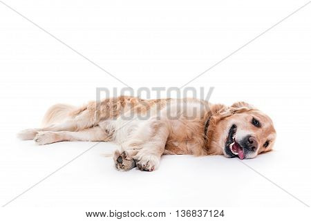 golden retriever lying and smiling in white studio