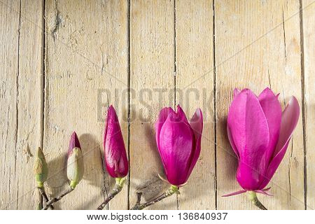 Magnolia flowers and buds. Cycle of magnolia bloom. Decoration with magnolia flowers