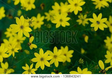 Wild yellow chamomile flowers on a field on a sunny day. shallow depth of field