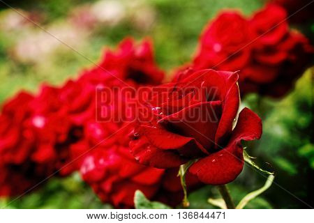 The Beautiful roses in my gerden. Summer.