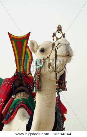 Close Up di sella e Nomad Camel