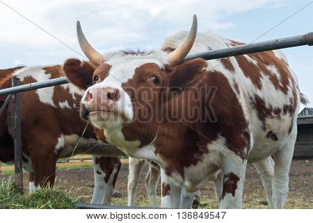 Cow minx posing and flirting. Look cow in paddock on the farm. A pastoral picture on the cattle country. Animals on pasture to the ranch.