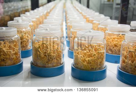 Cordyceps Militaris In Glass Bottles