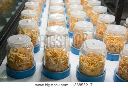 Cordyceps Militaris In Glass Bottles