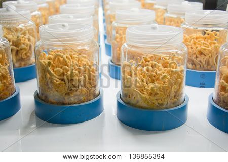 Cordyceps Militaris In Glass Bottles