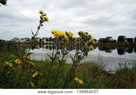 Prairie rosinweed flowers (Silphium integrifolium), also known as the whole-leaf rosinweed and the entire-leaf rosinweed, bloom next to a small lake in Shorewood, Illinois during August.
