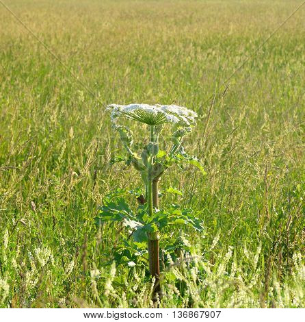 The photo of cow parsnip Sosnowski in summer field.
