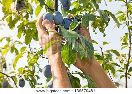 Male Hands Picking Plums From The Tree