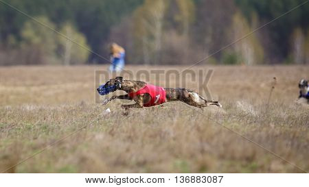 Whippet Dog Running. Coursing, Passion And Speed