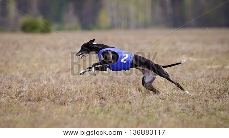Whippet Dog Running. Coursing, Passion And Speed