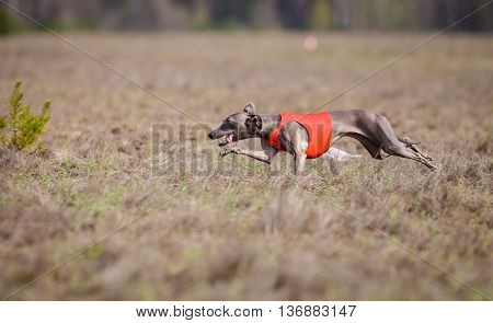Coursing, Passion And Speed. Piccolo Levriero Italiano
