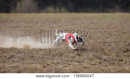 Coursing, Passion And Speed.  Whippet Dog Running.