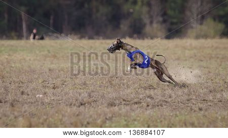 Coursing, Passion And Speed.  Whippet Dog Running.