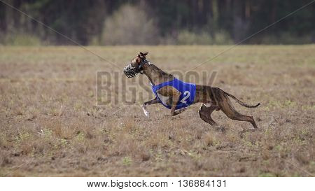 Coursing, Passion And Speed.  Whippet Dog Running.