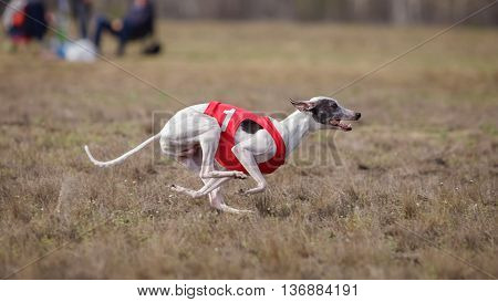 Coursing, Passion And Speed.  Whippet Dog Running.