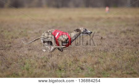 Coursing, Passion And Speed.  Whippet Dog Running.