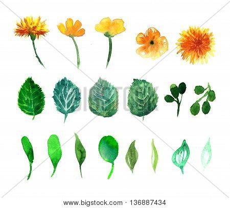 Beautiful nature with flower dandelion fluff. Floral with summer or spring flowers. Stylish trendy wallpaper.