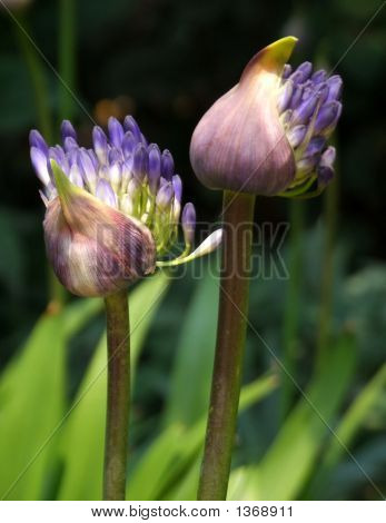 Agapanthus 2