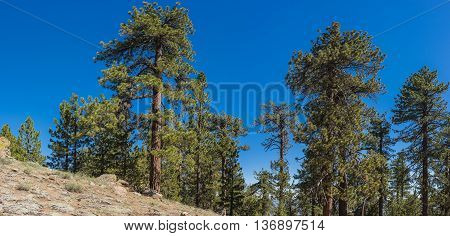 Pine Tree On Hillside
