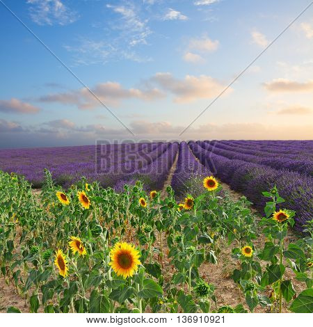 Sunflower and Lavender flowers field at summer sunset, Provence, France