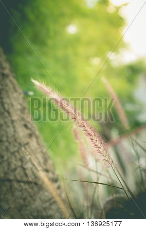 Wild grass in the garden (vintage effect)