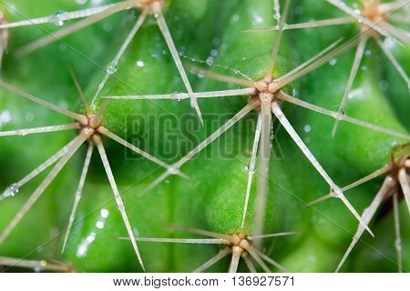 Close up of globe shaped cactus with long thorns