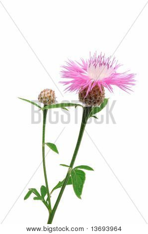 Perzische Korenbloem