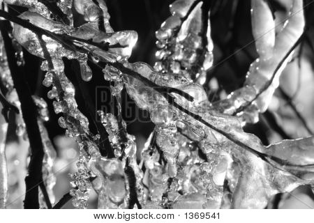 Glace s'est formée sur une branche d'arbre