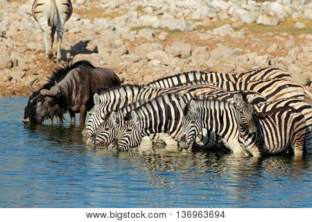 Plains zebras (Equus burchelli) and wildebeest drinking water, Etosha National Park, Namibia