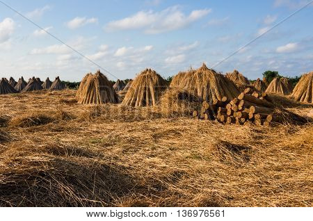 Bundles of reeds in a  stack in the wetlands of Kizilirmak delta