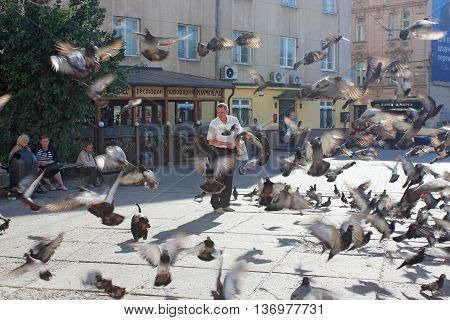 Lviv - circa August 2013: man feeds a lot of pigeons on the road in the central part of Lviv. circa August 2013 in Lviv, Ukraine.