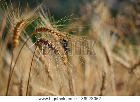 Wheat spikes isolated in foreground with unfocused background, early summer