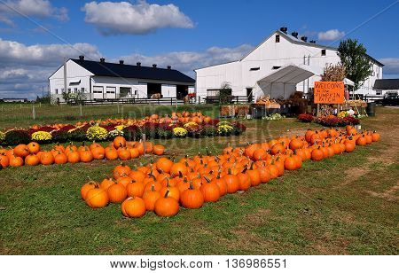 Ronks Pennsylvania - October 16 2015: Pumpkins gourds and Chrysanthemums are spread out on the lawns at the Pumpkin Patch farm
