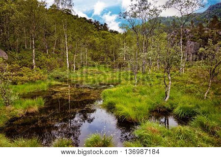 Norway landscape - Scene with swamp in forest.