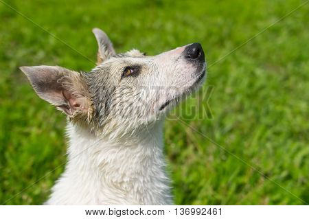 Portrait of adorable mixed breed young dog looking up