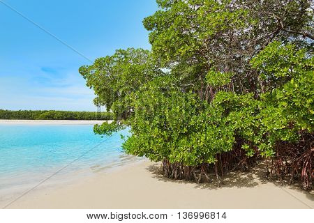 Florida bonita Bay beach mangrooves in USA