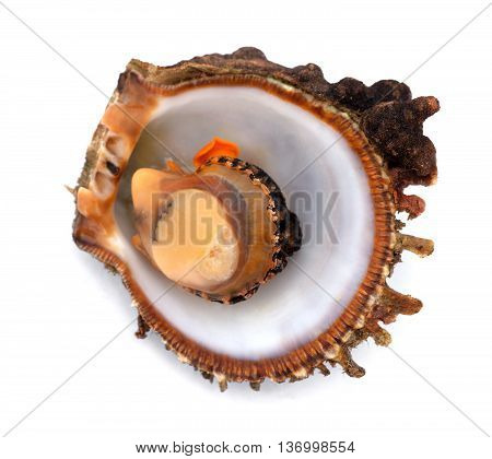 Raw Seafood In Shell
