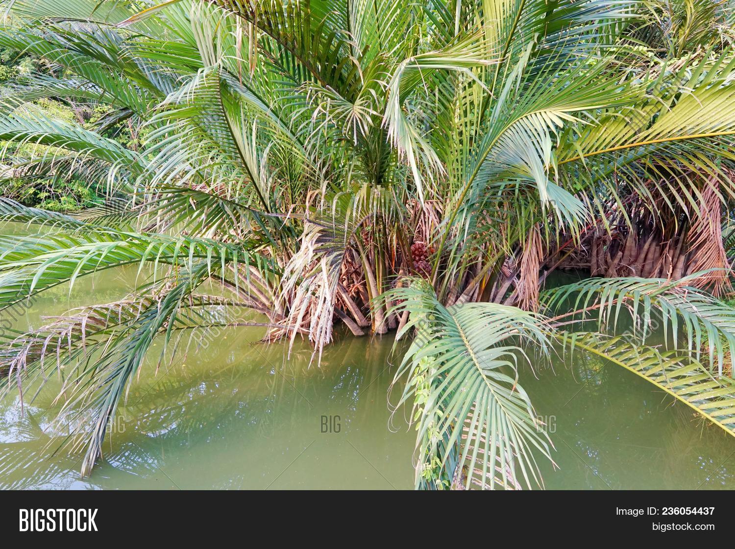 Palm Trees On Water Image & Photo (Free Trial) Bigstock