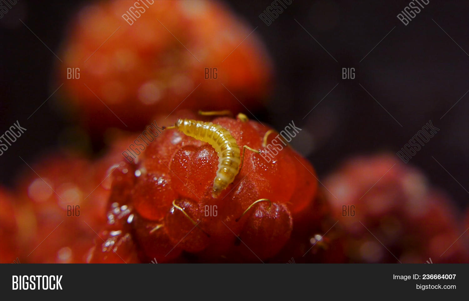 Bollworm On Raspberry Image & Photo (Free Trial) Bigstock