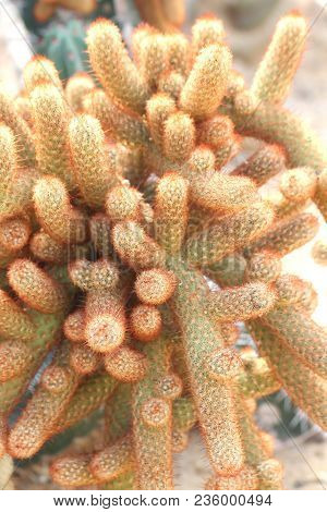 The density of barbed cactus green.Cactus green with dense thorn lot.