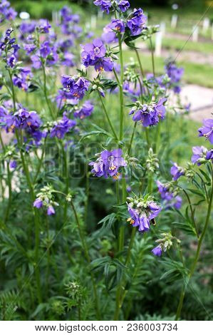 Polemonium Caeruleum Plant