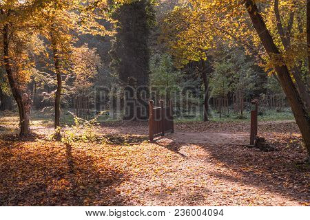 Park In Autumn