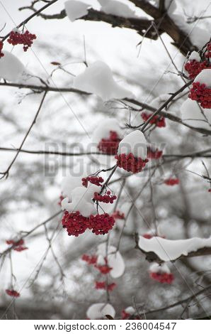 Winter Snow Sorbus Commixta, The Japanese Rowan, Is A Species Of Flowering Plant In The Family Rosac