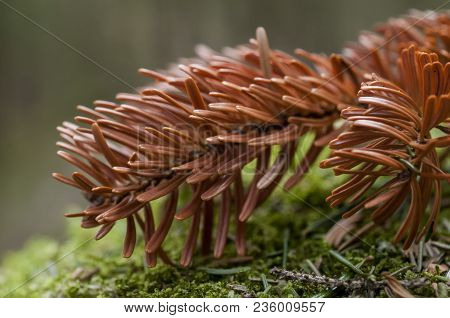 Red Fir Branch. Autumn In The Park.
