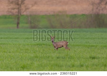 Young Natural Roebuck (capreolus) In Green Meadow, Trees In Background