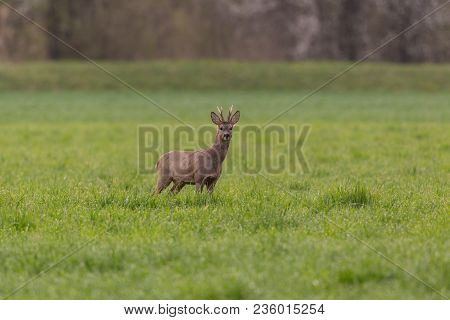 Young Natural Roebuck (capreolus) Standing In Green Meadow