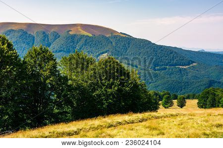 Forested Hills Of Carpathian Mountains In Summer. Apetska Mountain In The Distance