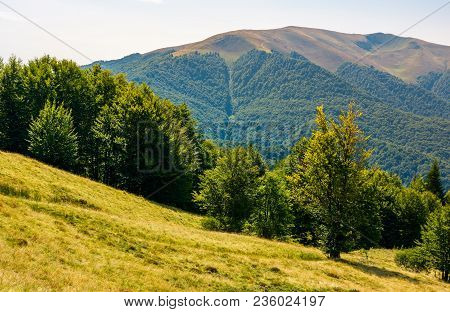 Forested Hills Of Carpathian Mountains In Summer. Apetska Mountain In The Distance