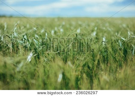 Field Of Ears. Sun Behind A Wheat Field.
